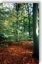 Der Müritz-Nationalpark, I.Heinzel
